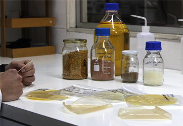 Dr. Pablo Ulloa: “Estamos elaborando envases naturales biodegradables, que no dejan residuos perjudiciales para el medioambiente” - Foto 2