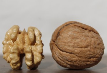 Investigan “mancha naranja” que afecta a las nueces de exportación