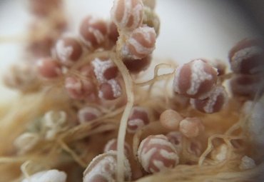 Buscan solución biológica para recuperar suelos salinizados