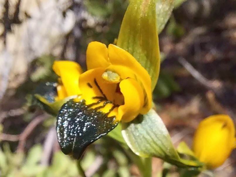 Académico lidera pionera investigación que analiza vínculo entre orquídeas nativas y hongos