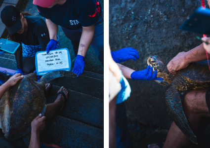 Profesora Rocío Álvarez participa en proyecto que busca contribuir en el Plan de Manejo de la AMCP-MU Rapa Nui y la conservación de tortugas marinas en la isla