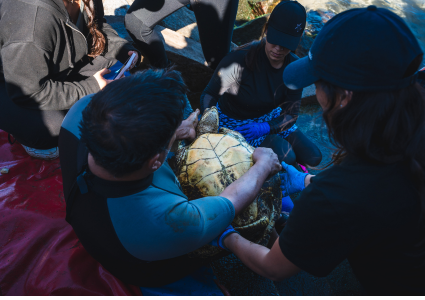 Profesora Rocío Álvarez participa en proyecto que busca contribuir en el Plan de Manejo de la AMCP-MU Rapa Nui y la conservación de tortugas marinas en la isla