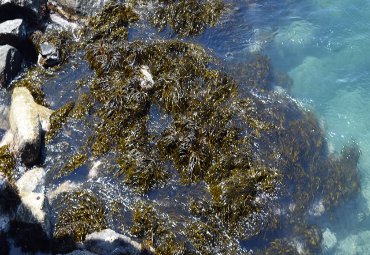 Académico de la PUCV desarrolla modelo de dinámica poblacional para fines de manejo de las algas pardas