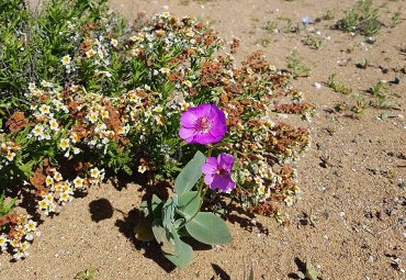 Investigadores de la PUCV mapean los desiertos floridos de los últimos 40 años
