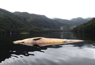 Directora del Centro Científico Huinay analiza masiva muerte de ballenas barbadas en la Patagonia