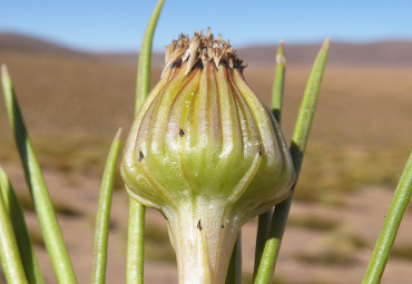 Investigadores de la PUCV descubren nueva especie floral en Atacama - Foto 2