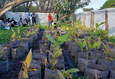 Programa de recuperación de plantas nativas de Isla de Pascua continúa confirmando hitos de propagación