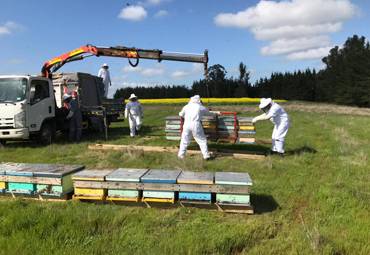 Investigación PUCV alerta sobre abrupta caída en la producción de miel producto del cambio climático - Foto 4