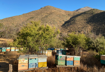 Investigación PUCV alerta sobre abrupta caída en la producción de miel producto del cambio climático - Foto 3
