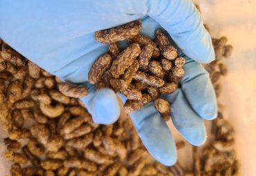 CREAS investiga con harina de insectos para desarrollar alimentos para mascotas - Foto 2
