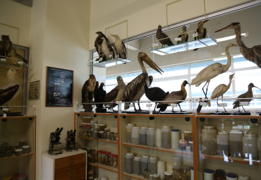Instituto de Biología abre colección de especies nativas a colegios