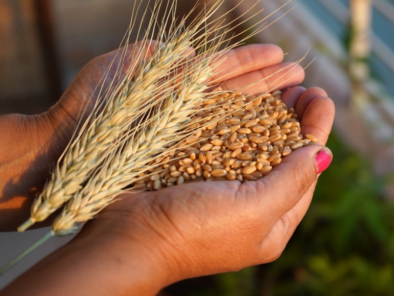 Investigan propiedades antimicrobianas y anticancerígenas del germen de trigo para producir alimentos funcionales