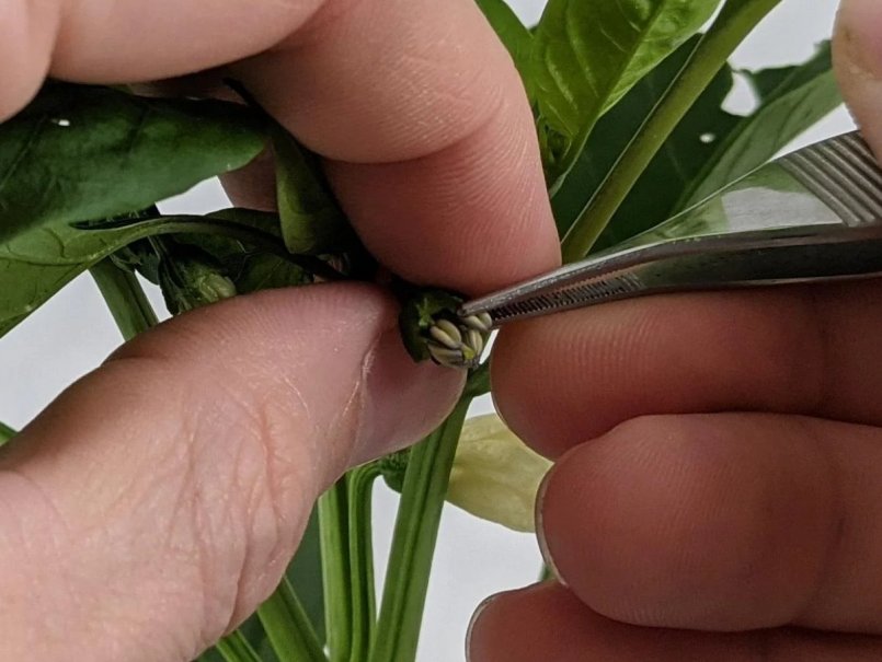 Tecnología chilena busca revolucionar el control de calidad en la producción de semillas