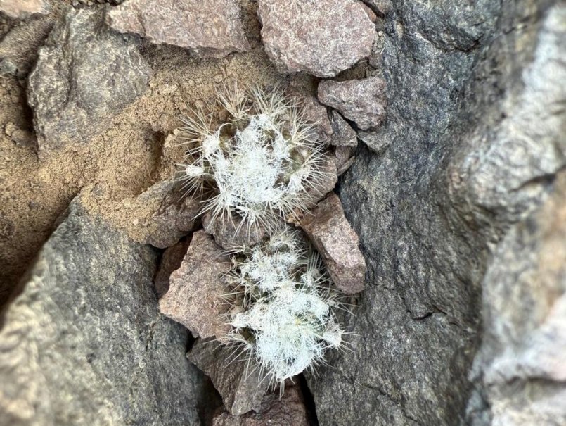 Instituto de Biología lidera innovadora investigación para conservar cactus endémico de Chile mediante bacterias benéficas