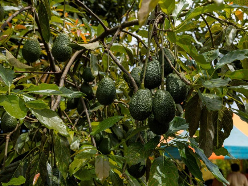 Universidad lidera investigación para anticipar efectos de la sequía en cultivos estratégicos