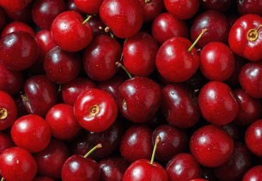 Realizan investigación para descifrar el daño que afecta a la calidad de las cerezas chilenas