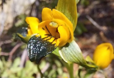 Faculty member leads pioneer investigation that analyzes the connection between native orchids and fungus