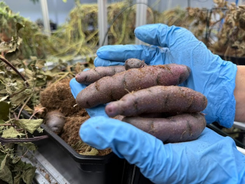Investigan cómo la agricultura vertical impacta atributos de calidad deseados en papas nativas de Chiloé