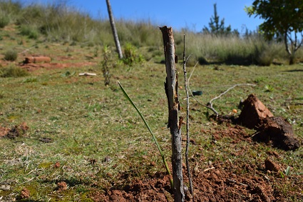 Profesor Atala dona más de 20 árboles al Campus Curauma