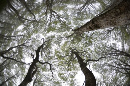 Monitoreo de la degradación de bosques nativos desde el espacio: implementación de una estrategia territorial para su recuperación