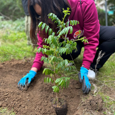 Estudiantes de la PUCV y UCT Plantan Árboles Nativos en el Humedal Córdoba