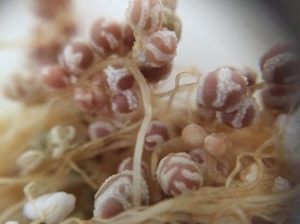 Investigadores de la PUCV buscan solución biológica para recuperar suelos salinizados