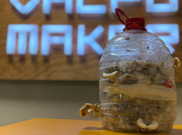 Ecosistema de innovación PUCV da vida a FungiSound, proyecto de paneles acústicos con micelio