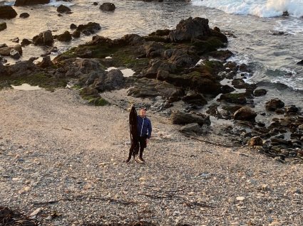 PUCV investiga bebidas probióticas a partir de macroalgas de la región de Valparaíso